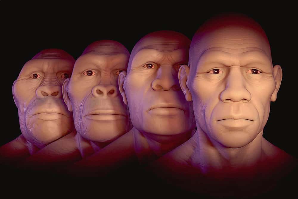 marketing direct animation commerciale : Australopithecus, Homo habilis, Homo erectus & Homo sapiens